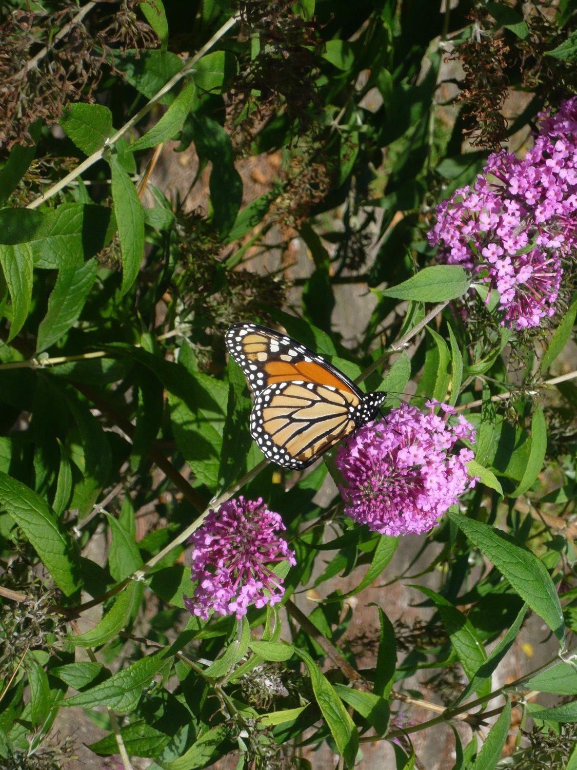 A monarch butterfly feeds before a long migration.